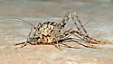 Greenhouse Camel Cricket - photo 5