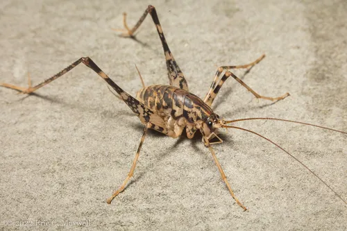 Japanese Camel Cricket - photo 2