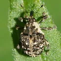 Dietzella zimmermanni - photo 2