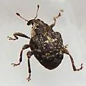 Dietzella zimmermanni - photo 3