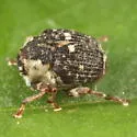 Dietzella zimmermanni - photo 4