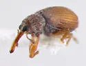 Dietzianus pygmaeus - photo 3