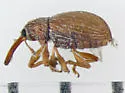 Dietzianus pygmaeus - photo 4