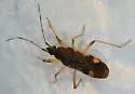 Dieuches armatipes