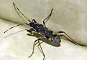 Dieuches armatipes - photo 3