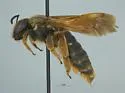 Dieunomia bolliana