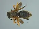 Dieunomia bolliana - photo 2