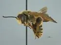 Dieunomia bolliana - photo 3