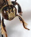 Dieunomia heteropoda