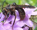 Dieunomia heteropoda - photo 2