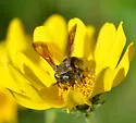 Dieunomia heteropoda - photo 4