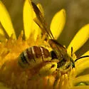 Dieunomia nevadensis