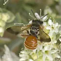 Dieunomia nevadensis - photo 2