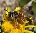 Dieunomia nevadensis - photo 3