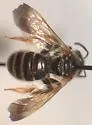 Dieunomia nevadensis - photo 4