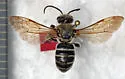 Dieunomia triangulifera