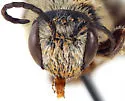 Dieunomia triangulifera - photo 2