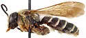 Dieunomia triangulifera - photo 4