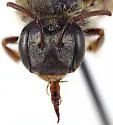 Dieunomia triangulifera - photo 5