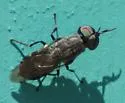 Dieuryneura stigma
