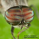 Dieuryneura stigma - photo 2