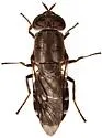 Dieuryneura stigma - photo 3