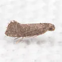Digitivalva clarkei - Hodges#2489.1