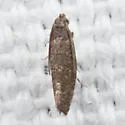 Digitivalva clarkei - Hodges#2489.1 - photo 2