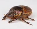 Gazelle Scarab - Digitonthophagus gazella