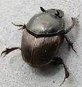 Gazelle Scarab - photo 2