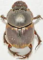 Gazelle Scarab - photo 3