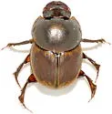 Gazelle Scarab - photo 4