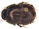 Gazelle Scarab - photo 5