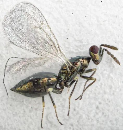 Diglyphus isaea