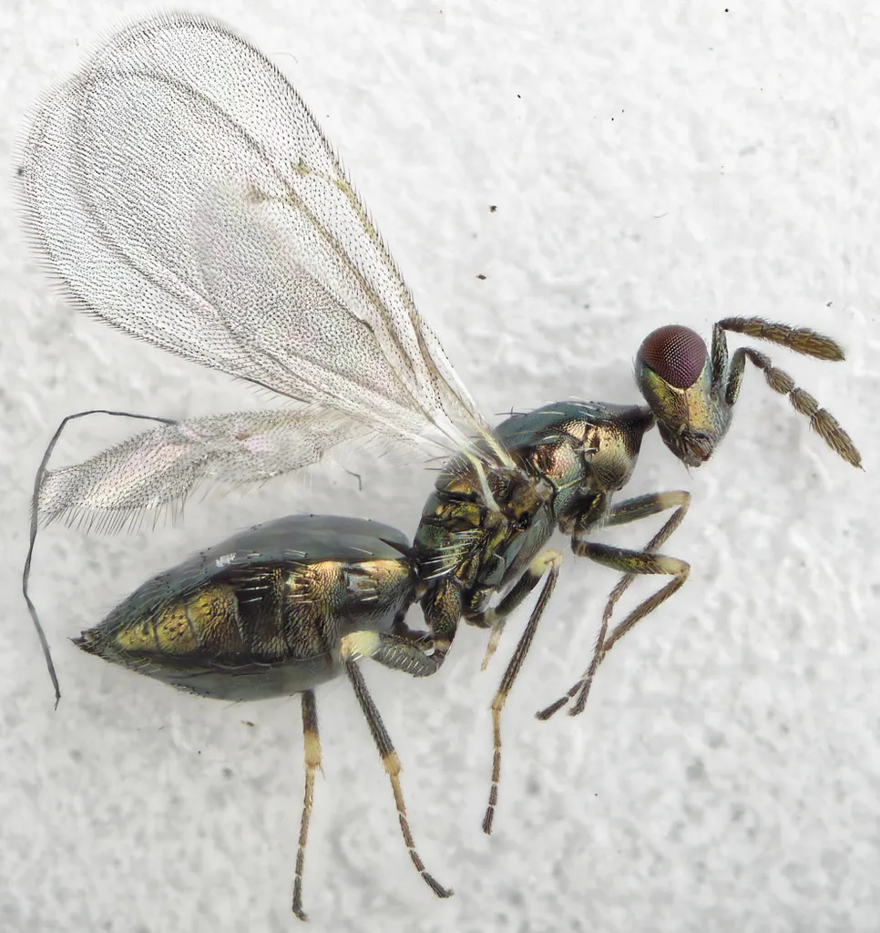 Diglyphus isaea - photo 2