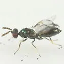 Diglyphus pulchripes