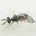 Diglyphus pulchripes - photo 2