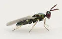 Diglyphus websteri - photo 2