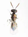 Diglyphus websteri - photo 3