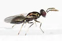 Diglyphus websteri - photo 4