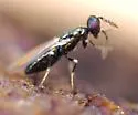 Diglyphus websteri - photo 5