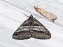 Digrammia atrofasciata - Hodges#6368