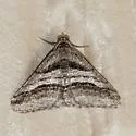 Digrammia atrofasciata - Hodges#6368 - photo 3