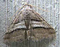 Digrammia atrofasciata - Hodges#6368 - photo 4