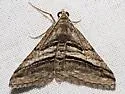 Digrammia atrofasciata - Hodges#6368 - photo 5