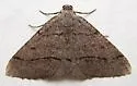 Digrammia burneyata - Hodges#6376