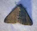 Digrammia burneyata - Hodges#6376 - photo 2