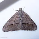 Digrammia burneyata - Hodges#6376 - photo 4