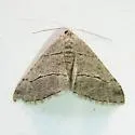 Digrammia cinereola - Hodges#6363.2