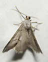 Digrammia cinereola - Hodges#6363.2 - photo 2